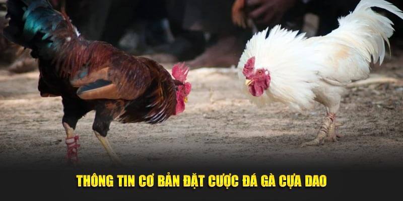 Thông tin cơ bản đặt cược đá gà cựa dao