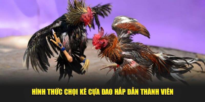 Hình thức chọi kê cựa dao hấp dẫn thành viên