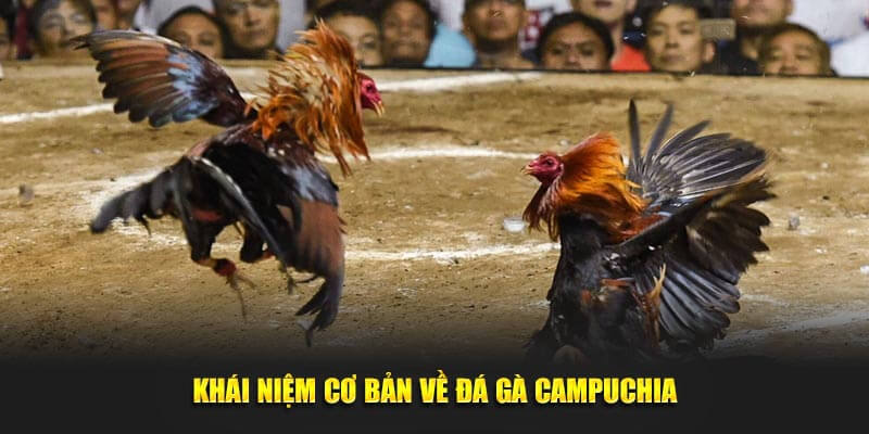 Khái niệm cơ bản về Đá Gà Campuchia