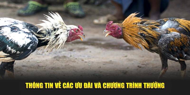 Thông tin về các ưu đãi và chương trình thưởng
