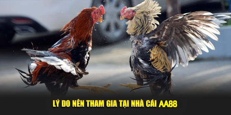Lý do nên tham gia tại nhà cái AA88
