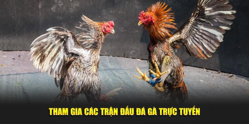 Quy trình tham gia chọi gà Campuchia trực tuyến
